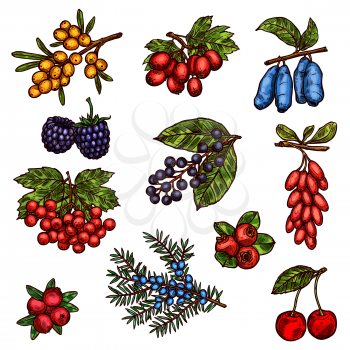 Fresh fruits and berries sketch of farm garden and forest trees. Cherry, blackberry and wild cranberry, viburnum, barberry and buckthorn, hawthorn, honeysuckle and juniper, bird cherry and briar