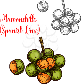 Mamonchillo lime vector sketch tropical fruit. Botanical design of Spanish lime or Melicoccus bijugatus for juice, food or farmer market and agriculture design
