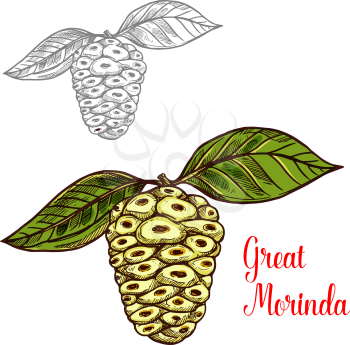 Great morinda or Indian mulberry sketch of tropical fruit. White berry of noni tree fruit with green leaf icon of healthy food and drink ingredient for juice or jam label, vegetarian recipe design