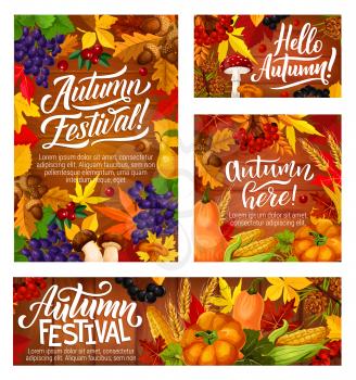 Autumn festival banners with fall leaves and harvest of vegetables. Wild grapes and cranberry, acorn and pear, mushroom and corn, pumpkin or squash and black currant, wheat spikes and viburnum vector