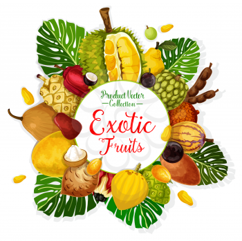 Exotic tropical fruits poster. Durian, pomelo and quince, cherimoya, tamarind and apple cashew, pepino, jabuticaba and gandaria, ackee, cocona and salak with palm leaf