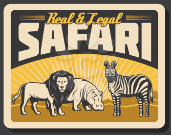 Safari hunting vintage banner, savannah wild animals. Lion, hippo and zebra old grunge poster, decorated with retro sun rays. Hunter sport club camp or adventure tour design