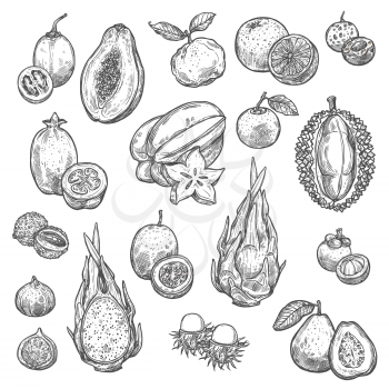 Exotic fruits and tropical berries sketches. Orange, papaya and durian, grapefruit, fig and feijoa, carambola, dragon and passion fruit, lychee, guava and tamarillo, rambutan and longan
