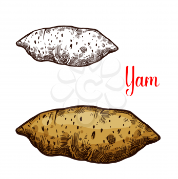 Yam vegetable vector sketch. Botanical design of sweet potato of Dioscorea plant root for vegetarian or vegan food, farmer market and agriculture or cooking recipe design