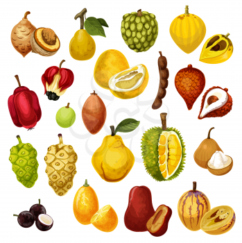 Exotic tropical fruits. Vector isolated tamarind, pepino and jackfruit or durian, salak with jujube or sapodilla and ackee apple, ambarella or jabuticaba and kumquat fruit