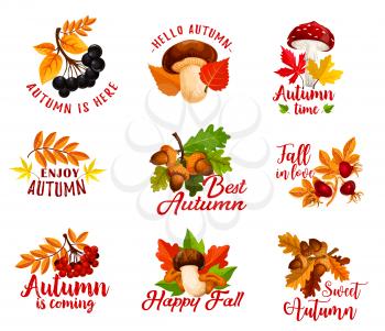 Hello Autumn time season of fall holidays designs for greeting card. Vector seasonal wish quotes Autumn is Coming Here of oak acorn, amanita and chanterelle mushroom or rowan berry and maple leaf