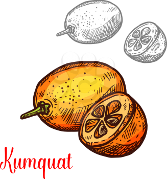 Exotic fruit kumquat vector image. Fresh exotic fruit kumquat vector design. Kumquat hand drawn design isolated on white background. Exotic tropical fruit image, vegetarian food concept