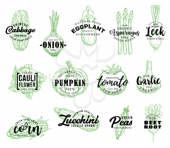 Vegetables and natural veggies vector lettering. sketch Chinese cabbage, onion or eggplant and asparagus with farm leek, vegan cauliflower, pumpkin or tomato and garlic with corn