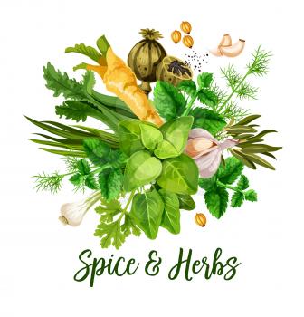 Spice and herbs, vector. Bunch of green leaf, seed, flower and roots of culinary greenery. Basil, rosemary and mint, garlic, parsley and green onion, dill, coriander and celery, horseradish and poppy