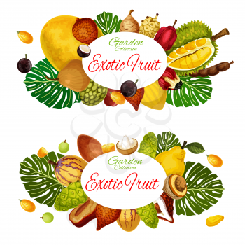 Exotic natural fruits harvest of pandanus, durian or persimmon and pomelo citrus. Vector tropical harvest soursop, sapodilla and tangerine, bergamot or physalis, kiwano and kumquat