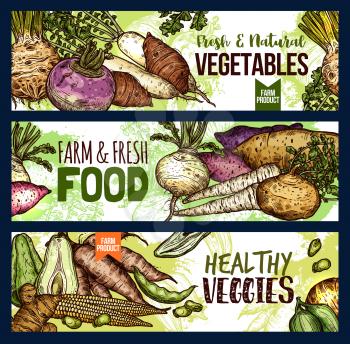 Vegetables food sketch banners of veggie tuber roots and farm. Vector potato, radish or turnip and legume bread beans, natural vegan jicama and cassava manioc for organic vegetarian healthy cooking