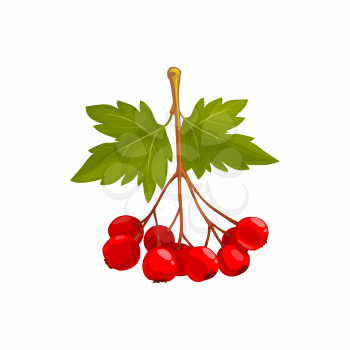 Hawthorn berries and leaves, autumn fruits harvest, fall and Thanksgiving season, vector isolated icon. Hawthorn tree branch with leaves and ripe berries harvest