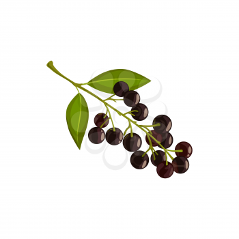 Bird cherry berries, autumn leaf and fall trees foliage, vector isolated icon. Bird cherry tree branch with leaves and ripe berries harvest, Thanksgiving holiday symbol