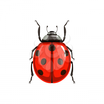 Ladybug beetle, insect parasite bug pest control and agriculture disinsection service, isolated vector. Ladybird beetle or Coccinellidae vermin parasite, insect pesticide pest control symbol