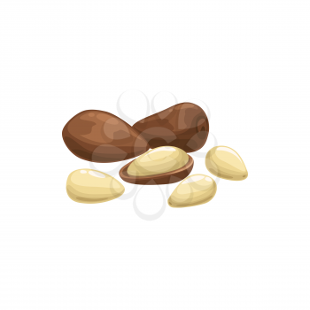 Argan nut or Argania spinosa isolated peeled and husky organic healthy food ingredient. Vector Japanese nut, argan oil ingredient, kernel superfood, snack full of protein in nutshell, healthy eating