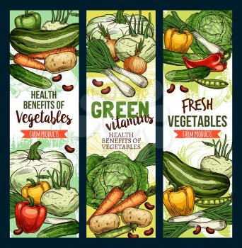 Vegetables, green vegetarian food vector sketch banners. Healthy vitamins in farm corn, carrot and vegan salads, celery, tomato and bell pepper, broccoli cabbage and garlic, zucchini and radish