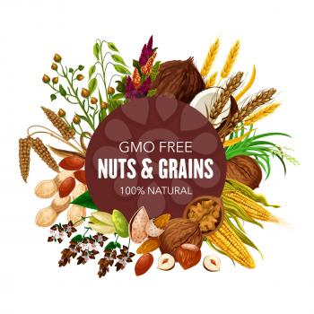Nuts, organic cereals and healthy food grain. Vector GMO free superfood coconut, wheat and rye or buckwheat cereals, oatmeal with natural hazelnut, walnut and almond, corn and pistachio nuts