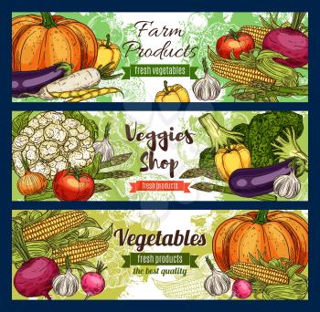 Vegetables, farm veggies and green organic vegetarian food. Vector sketch of healthy corn, carrot and vegan salads, celery, tomato or broccoli cabbage and garlic, pumpkin and eggplant