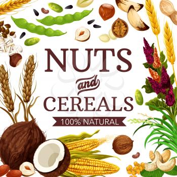 Nuts, cereals and grains, healthy food poster. Vector GMO free natural wheat and rye, coconut and buckwheat cereal, corn and oatmeal, natural hazelnut, walnut and almond