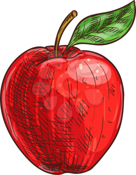 Apple with leaf isolated autumn or summer fruit sketch. Vector vegetarian dieting food