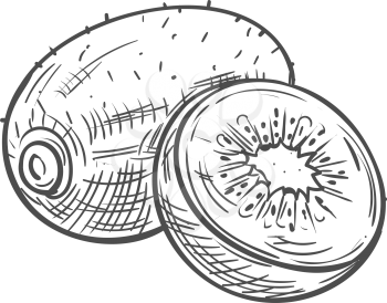 Kiwi tropical fruit sketch. Vector isolated organic whole exotic kiwi fruit