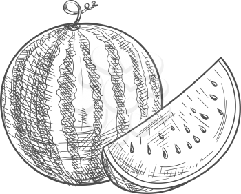 Ripe striped watermelon and piece fruit isolated sketch
