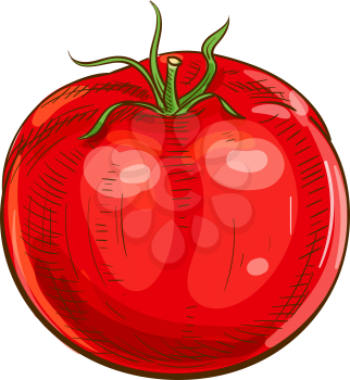 Tomato isolated red organic vegetable sketch. Vector tomato cherry berry, dieting food