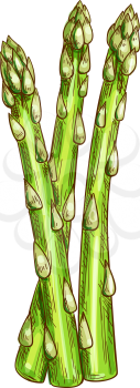 Green asparagus stalk isolated herb condiments. Vector vegetarian food, greenery grocery stalks