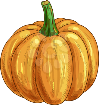 Ripe pumpkin with stem isolated autumn vegetable. Vector ripe gourd, orange squash