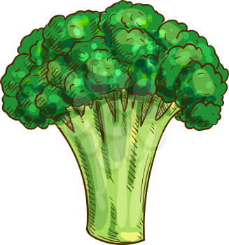Broccoli isolated green vegetarian food sketch. Vector green cabbage, organic raw vegetable