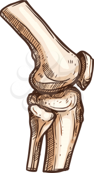 Knee or elbow bones joint isolated human skeleton sketch. Vector orthopedics and arthritis, leg or arm