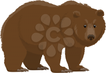 Bear wild animal vector icon. Isolated zoo mammal and hunt trophy grizzly or brown bear