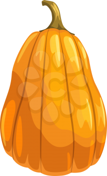 Orange pumpkin with stem isolated fresh vegetable. Vector natural food, organic squash or gourd