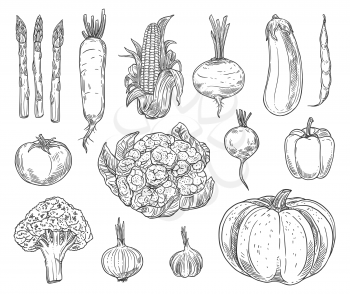 Farm vegetables vector sketches. Cauliflower, tomato and broccoli, bell pepper and beet, radish and bean, corn and garlic, asparagus, zucchini and pumpkin, carrot and eggplant isolated vegetables