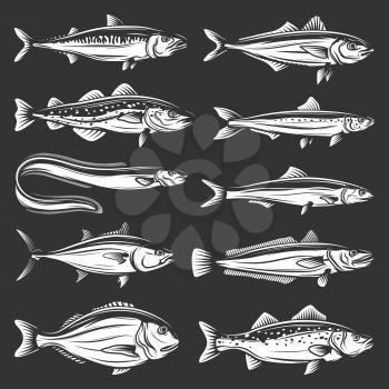 Sea fish icons of seafood animals vector design. Tuna, salmon and mackerel, marine eel, pilchard and anchovy, dorado, hake and bass, trout, cod and carp. Fishing sport and fishery monochrome symbols