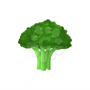 Broccoli cabbage fresh vegetable, vector ripe plant, natural healthy food isolated on white background. Cartoon element for design, organic veggies, eco farm production