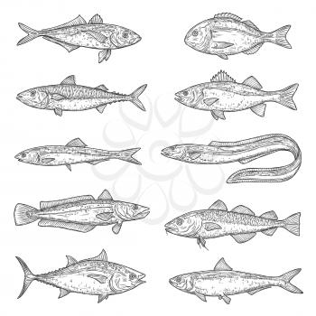 Fish animal sketches. Salmon, tuna and dorado, marine eel, mackerel and anchovy, hake, bass and pilchard, carp, trout and cod. Freshwater and ocean fishes, food and fishing sport vector items