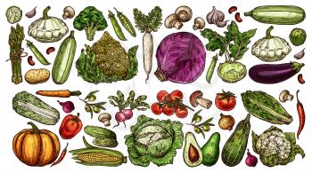 Farm and garden vegetable sketches. Hand drawn vector cabbage, cauliflower and asparagus, pumpkin, pattypan squash and eggplant, tomato, mushrooms and olives, radish, cucumbers and peppers, avocado