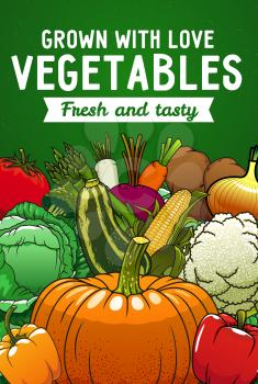 Farm vector vegetables. Carrot, bell peppers and tomato, cabbage, onion and zucchini, potato, broccoli and pumpkin, cauliflower, asparagus, beet, corn cob and radish harvest poster