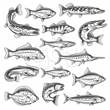Vector fish species, ocean, sea and freshwater. Fishing sport theme, pike and salmon, tuna and marlin, bream and trout, sprat and carp, sheatfish and perch, mackerel and cruician