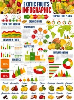 Exotic fruits vector infographics. Growing, harvesting and vitamins consumption. Fruit nutrition facts, graphs and charts, diagrams. Pomelo, jackfruit and chambakka, quince and mango, guava, kumquat
