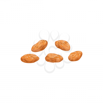White raisins dried fruits, dry food snacks and fruit sweets, isolated vector icon. White raisins of grape, sweet dessert, natural organic dehydrated confections, fiber and protein food
