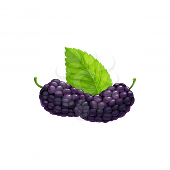 Mulberry berries fruits, food from farm garden and wild forest, vector flat isolated icon. Mulberries ripe harvest for jam or organic natural desserts