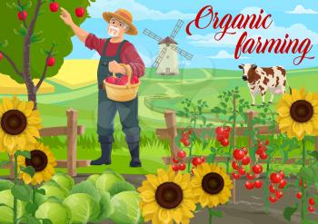 Farmer at farm, agriculture garden field, vector vegetables, fruits and cows livestock cattle. Farmer man gathering apples harvest in garden, sunflowers, cabbages and tomatoes, mill barn at farmland