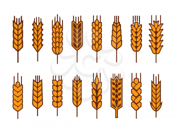 Cereal ear and spike of wheat, rye or barley millet, vector icons. Bread bakery signs of yellow wheat stalks, grain food and agriculture, rye or barley ear spike, organic farm crop harvest