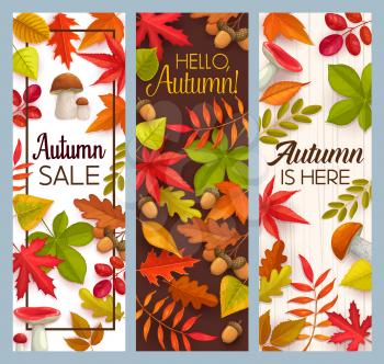 Hello Autumn and fall seasonal sale vector banners with fallen leaves and mushrooms. Maple, oak, chestnut and rowan foliage, forest cep, russula and acorns, welcome autumn promotional cards design set