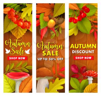Autumn sale, fall season discount price offer. Fallen leaves, hawthorn and rowanberry branch with russula, cep and fly agaric mushrooms on wooden background. Foliage of maple and chestnut banners set