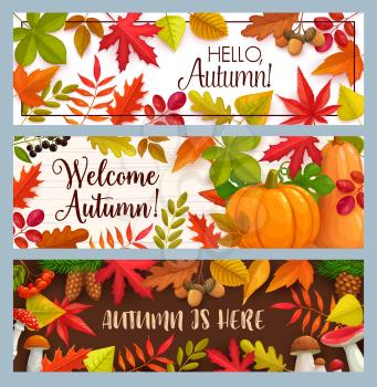 Hello Autumn vector banners with falling leaves, pumpkin and fall foliage. Mushrooms, pine cones, maple, oak or poplar and birch tree with chestnut leaf and rowan. Welcome autumn seasonal greetings