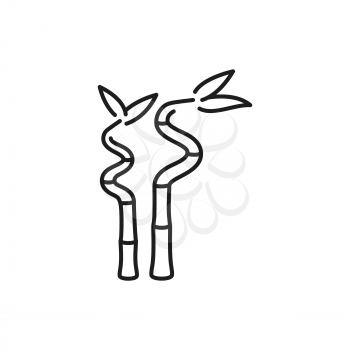 Bamboo stems and leaves isolated outline icon. Vector natural Japan and China plant, rainforest ingredient thin line. Decorative bamboo branches, asian tropical reeds, traditional cosmetics sources