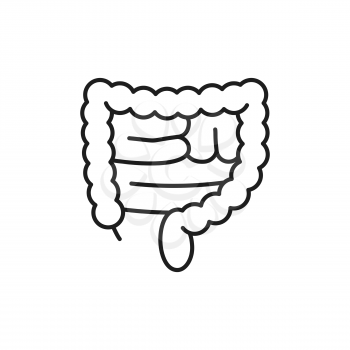 Human large intestines isolated outline thin line icon. Vector digestive tract system internal organ, transverse colon and rectum. Anatomy, healthcare, medicine concept, active beneficial bacteria